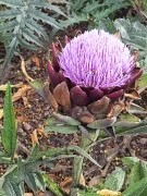Our artichokes, next year we will harvest them