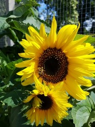 a sunflower (including a bee)
